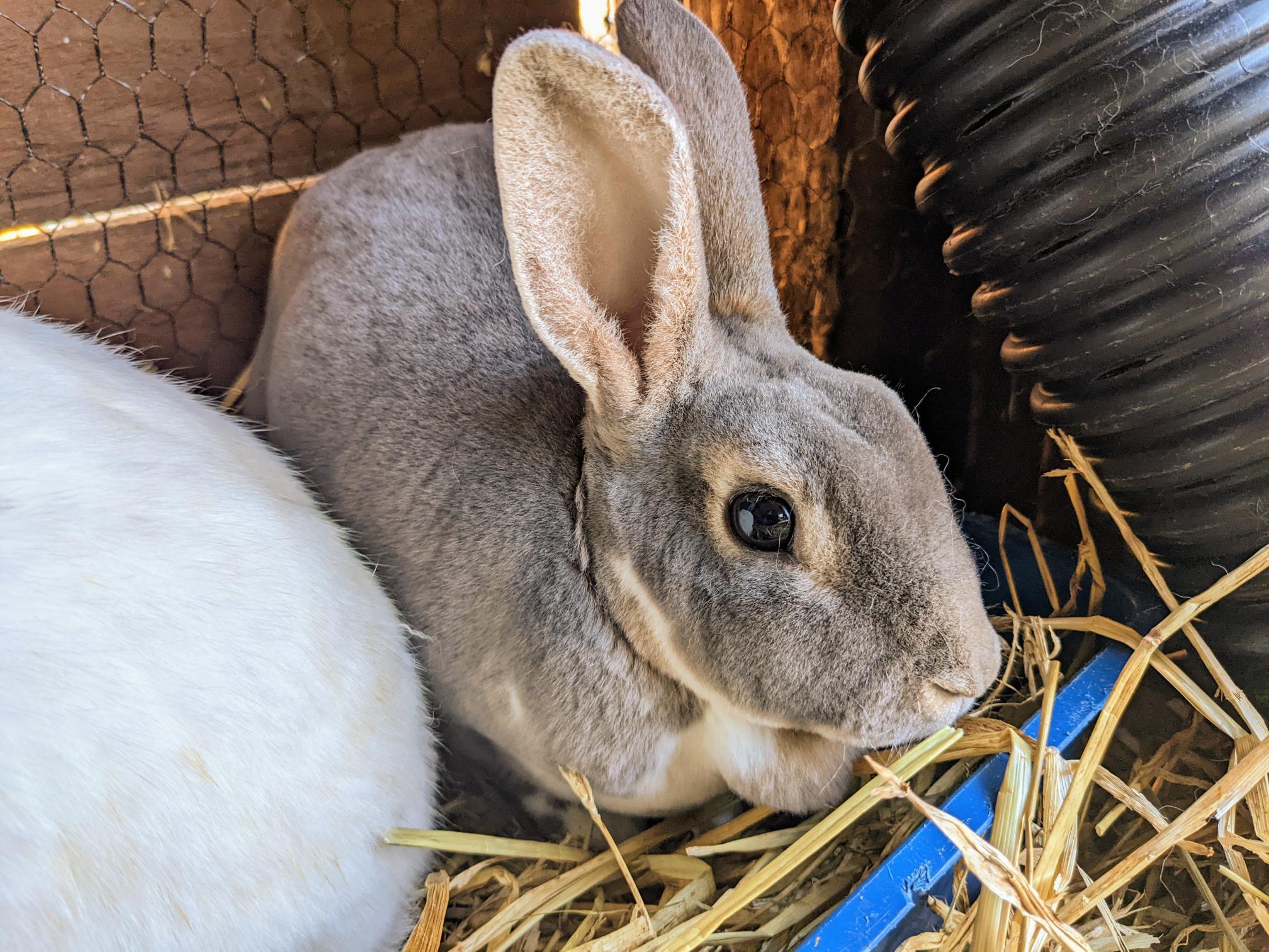 Our Rabbits The Beech Tree