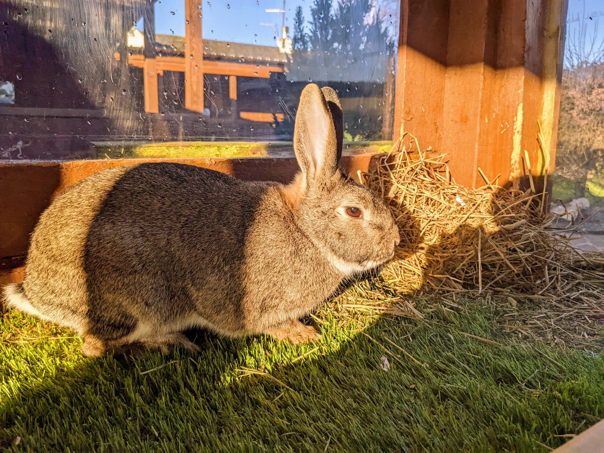Our Rabbits The Beech Tree